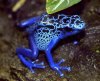 Blue-Poison-Dart-Frog-3-feature.jpg